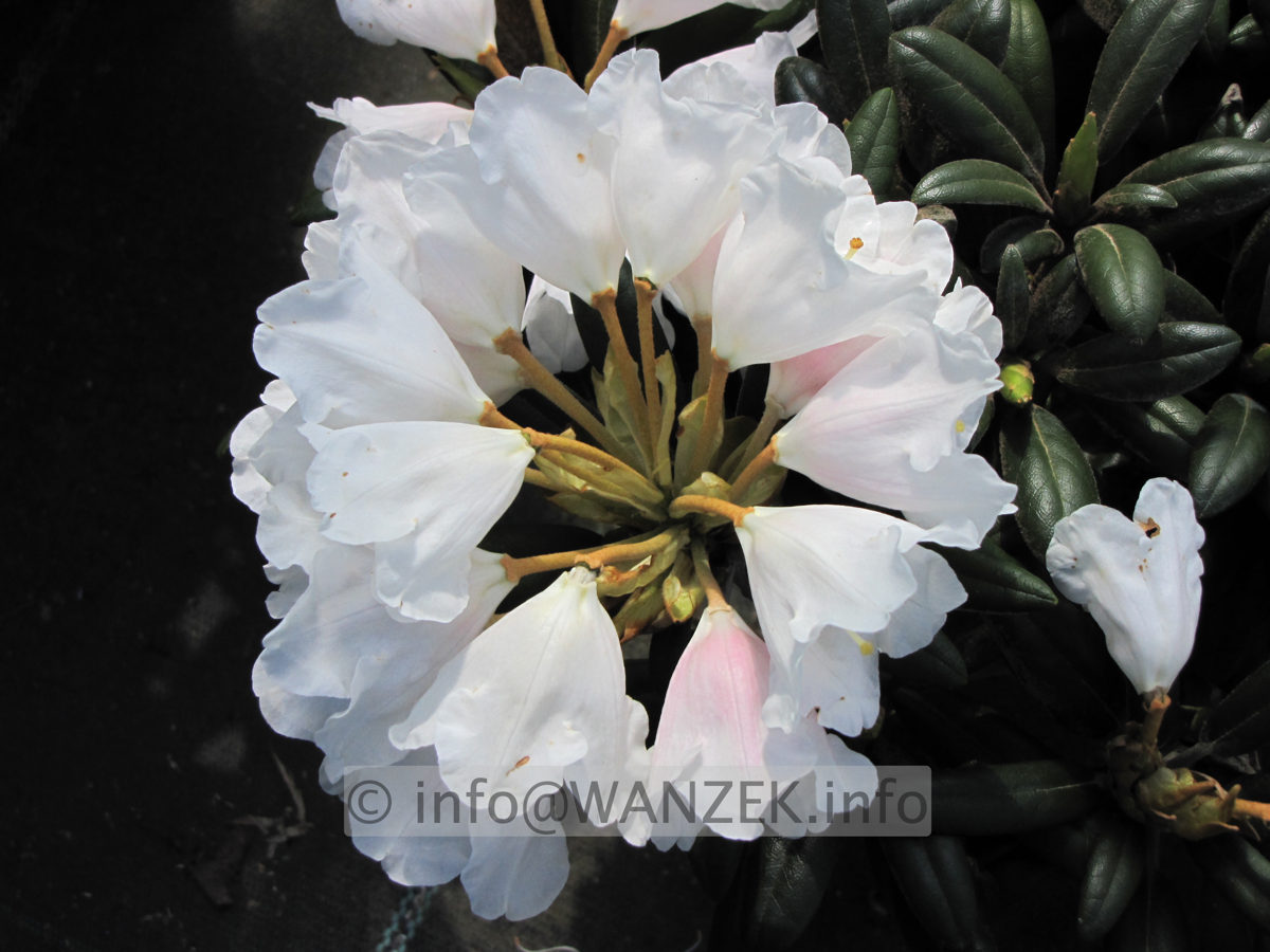 Rhododendron yakushimanum Edelweiss.JPG